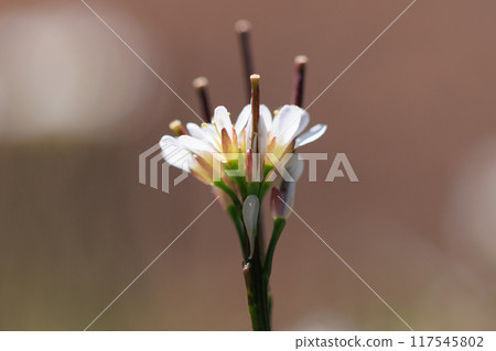 Eatable roadside white flowers Hairy bittercress Eatable roadside white flowers Hairy bittercress 117545802