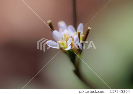 Eatable roadside white flowers Hairy bittercress Eatable roadside white flowers Hairy bittercress 117545804