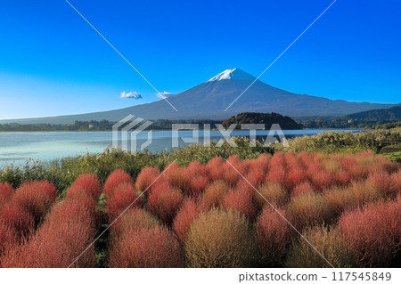 河口湖大石公園 - 秋葉的地膚和新雪的富士山 河口湖大石公園 - 秋葉的地膚和新雪的富士山 117545849