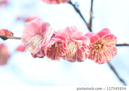 美麗的粉紅色梅花 美麗的粉紅色梅花 117545854