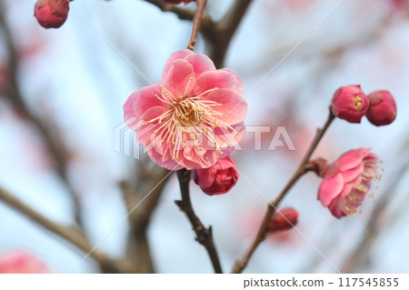 Beautiful plum blossoms Beautiful plum blossoms 117545855