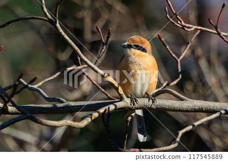 以 Hayani 聞名的伯勞鳥 以 Hayani 聞名的伯勞鳥 117545889