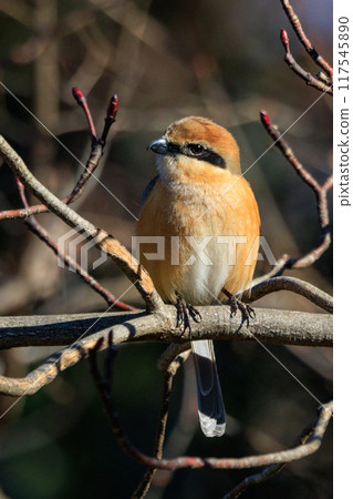 以 Hayani 聞名的伯勞鳥 117545890