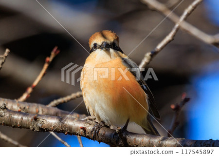 Shrike famous for Hayani 117545897