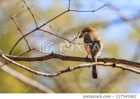 以 Hayani 聞名的伯勞鳥 117545902