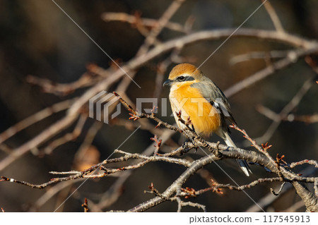 以 Hayani 聞名的伯勞鳥 117545913