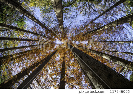 Metasequoia with autumn leaves 117546065