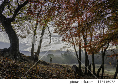 鹿和秋天的落葉 117546072