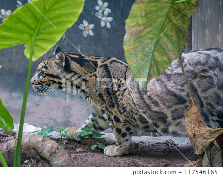 A female Clouded Leopard ( Neofelis Nebulosa) inside Chongqing zoo of China 117546165