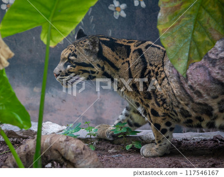 A female Clouded Leopard ( Neofelis Nebulosa) inside Chongqing zoo of China A female Clouded Leopard ( Neofelis Nebulosa) inside Chongqing zoo of China 117546167