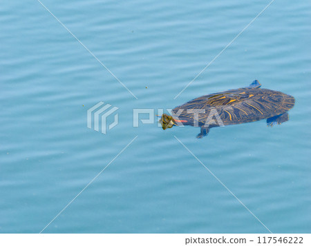 Red sea turtle swimming 117546222