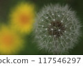 細膩的蒲公英絨毛 117546297
