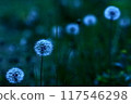 精緻的蒲公英種子高聳在草地上，在傍晚柔和的藍色色調的照射下。 117546298