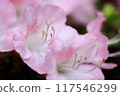 一朵盛開的精緻粉紅色花朵的花瓣和雄蕊的複雜細節 117546299