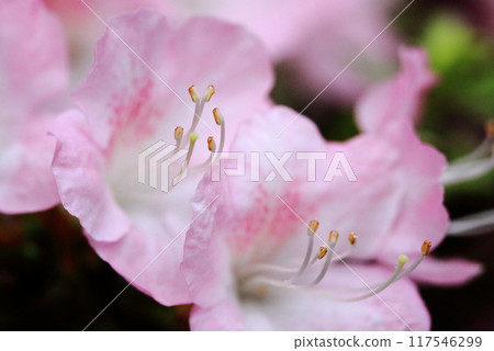 一朵盛開的精緻粉紅色花朵的花瓣和雄蕊的複雜細節 117546299