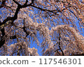 蔚藍的天空映襯著垂枝櫻花 117546301