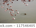 櫻花樹枝優雅地懸掛在安靜的湖面上，鴨子在湖裡游泳。 117546405