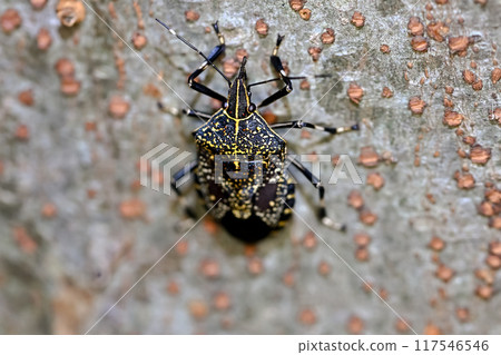 Madara bug 117546546