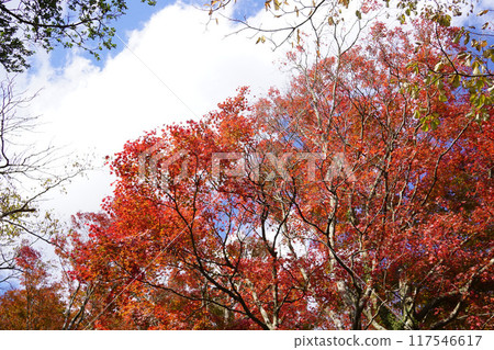 Autumn leaves 117546617