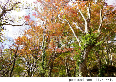 Autumn leaves 117546619