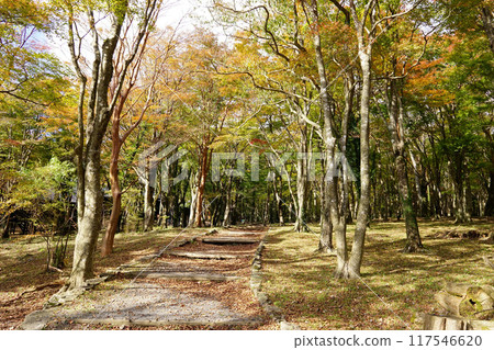 Autumn leaves 117546620