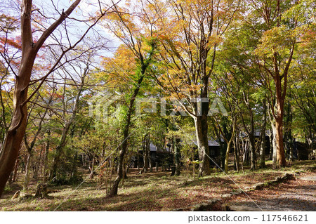 Autumn leaves Autumn leaves 117546621