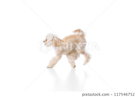 Leaping of happiness. Funny, purebred, furry Maltese jumps in mid-air against white studio background. Leaping of happiness. Funny, purebred, furry Maltese jumps in mid-air against white studio background. 117546752