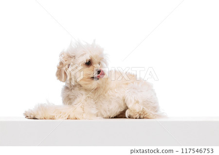 Cute charming Maltese dog, lying and looking at camera peacefully, calmly against white studio background. Cute charming Maltese dog, lying and looking at camera peacefully, calmly against white studio background. 117546753