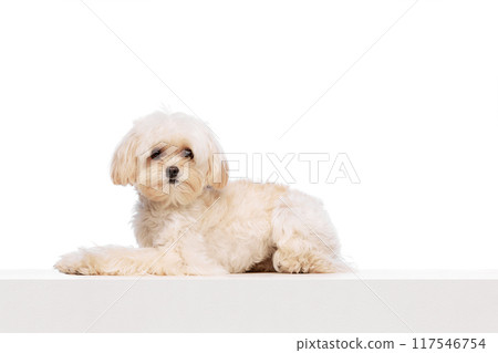Cute charming Maltese dog, lying and looking at camera peacefully, calmly against white studio background. Cute charming Maltese dog, lying and looking at camera peacefully, calmly against white studio background. 117546754