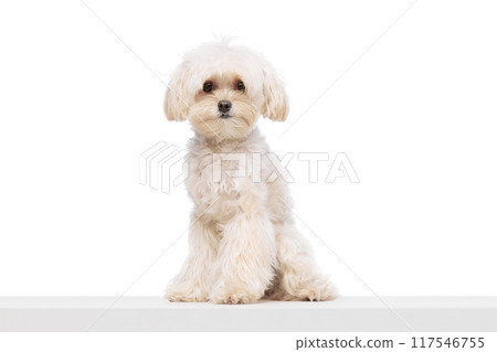 Calm furry pet sitting against white studio background. Cute purebred Maltese. Funny little muzzle. Calm furry pet sitting against white studio background. Cute purebred Maltese. Funny little muzzle. 117546755