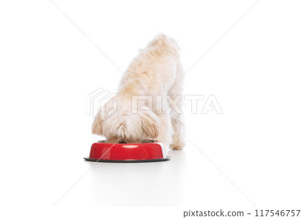 Cute little pet. Purebred Maltese dog eating from red bawl against white studio background. Canine food and balanced nutrition. Cute little pet. Purebred Maltese dog eating from red bawl against white studio background. Canine food and balanced nutrition. 117546757