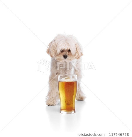 Cute, curious pet, purebred Maltese with white fur standing behind glass of frothy beer against white studio background. Cute, curious pet, purebred Maltese with white fur standing behind glass of frothy beer against white studio background. 117546758