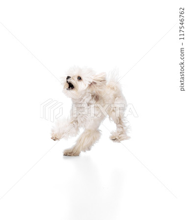 Funny, playful dog, barking looking questionably upward and ask for a treat against white studio background. 117546762