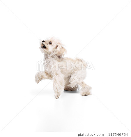 Funny little Maltese with white fur, lovely pet looks upward against white studio background. Dog looks well-groomed. 117546764
