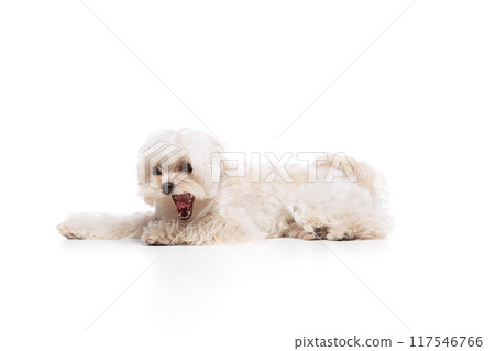 Cute charming Maltese dog, lying and yawning against white studio background, after active day, walk with its owner. Cute charming Maltese dog, lying and yawning against white studio background, after active day, walk with its owner. 117546766