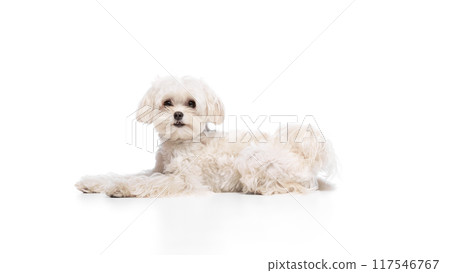 Cute charming Maltese dog, lying and looking at camera peacefully, calmly against white studio background. Cute charming Maltese dog, lying and looking at camera peacefully, calmly against white studio background. 117546767