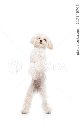 Cute purebred dog, Maltese with white fur, lovely pet dancing on his hind legs with joy against white studio background. Cute purebred dog, Maltese with white fur, lovely pet dancing on his hind legs with joy against white studio background. 117546768