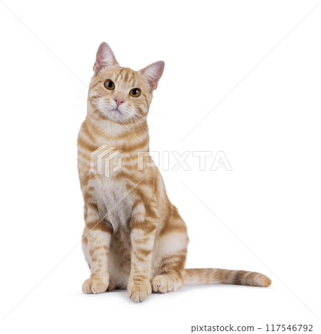 European Shorthair cat on white background 117546792