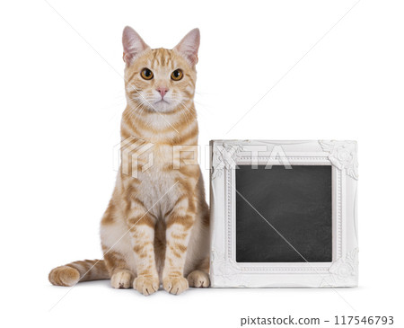 European Shorthair cat on white background 117546793