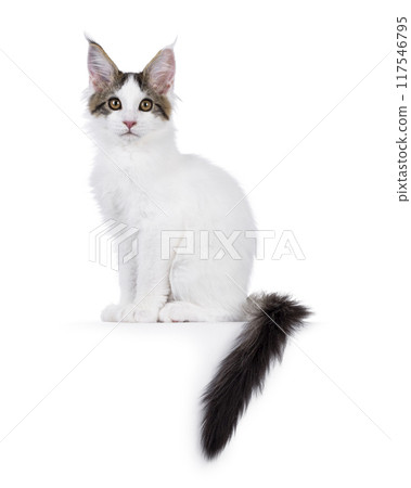 Maine Coon kitten on white 117546795