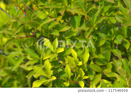 Enkianthus campanulatus bathed in summer sunlight Enkianthus campanulatus bathed in summer sunlight 117546956