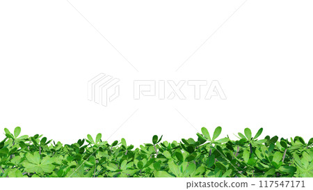 vegetation nature plant green natural environment foliage background 3d render. vegetation nature plant green natural environment foliage background 3d render. 117547171