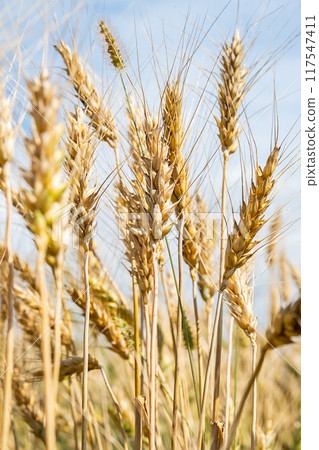 Golden ripe wheat spikes in the field. Agriculture and harvest concept. 117547411