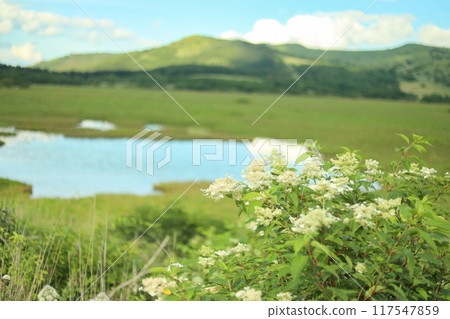 Shinshu Summer Marshland 117547859