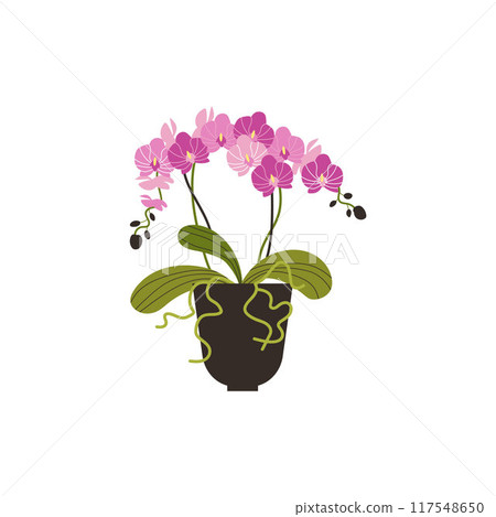 Blooming pink orchid in vector with foliage in a flower pot on a white background 117548650