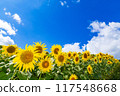 向日葵和夏天的天空 117548668