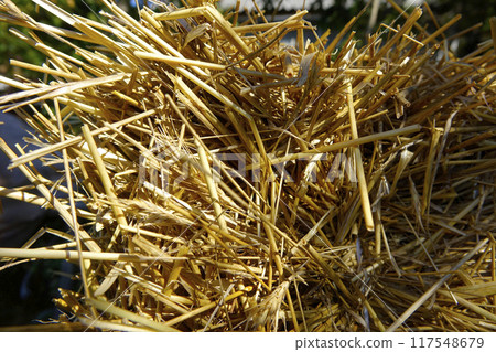 Close-up View of Wheat Straw Layers Under Sunlight, Showcasing Texture and Natural Colors 117548679