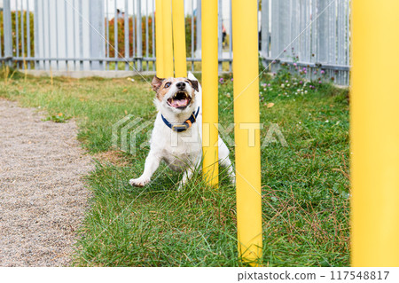 Dog training slalom running through weave poles at pet playground in park Dog training slalom running through weave poles at pet playground in park 117548817