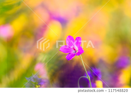 Beautiful single flower of Marsh cranesbill against bright colorful background Beautiful single flower of Marsh cranesbill against bright colorful background 117548820
