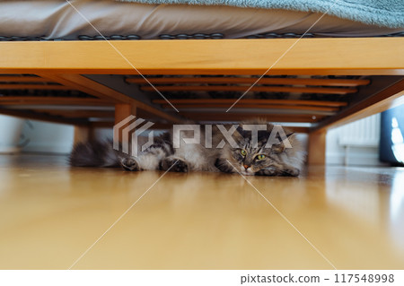 domestic cat sleeps lying under bed 117548998